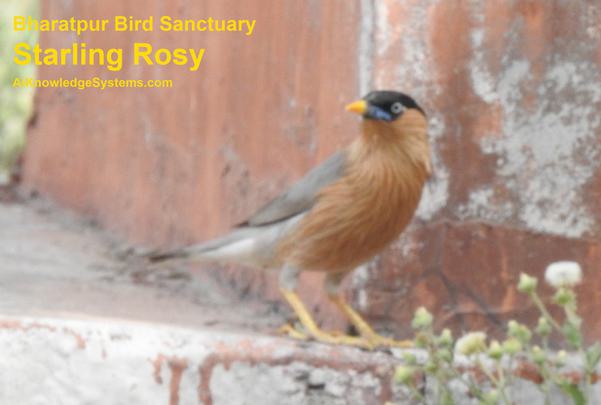 Starling Rosy (6) Coming Soon